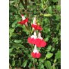 Salvia x jamensis Hot Lips WEB scaled