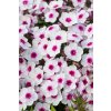 phlox paniculata early blush pop 2
