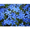 Isotoma Dark Blue