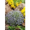 N0924703 Isotoma fluviatilis Dark Blue