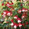 Fuchsia Lady Thumb