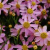 coreopsis rosea american dream
