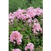 C0012734 Phlox Light Pink Flame Bareleven