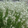 lavandula ang artic snow 1629374119 src