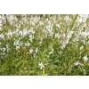 Gaura Corrie´s Gold