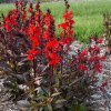 starship scarlet bronze lobelia 02