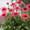 Echinacea PollyNation Magenta