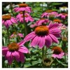 echinacea purpurea pollynation magenta jezowka purpurowa