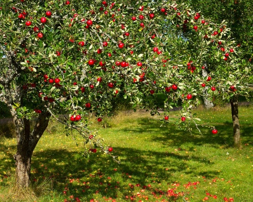 Stručný návod na výsadbu ovocných stromov