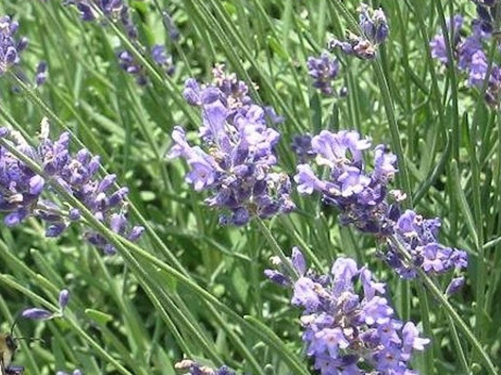 Levanduľa úzkolistá 'Blue Scent' - Lavandula angustifolia 'Blue Scent'