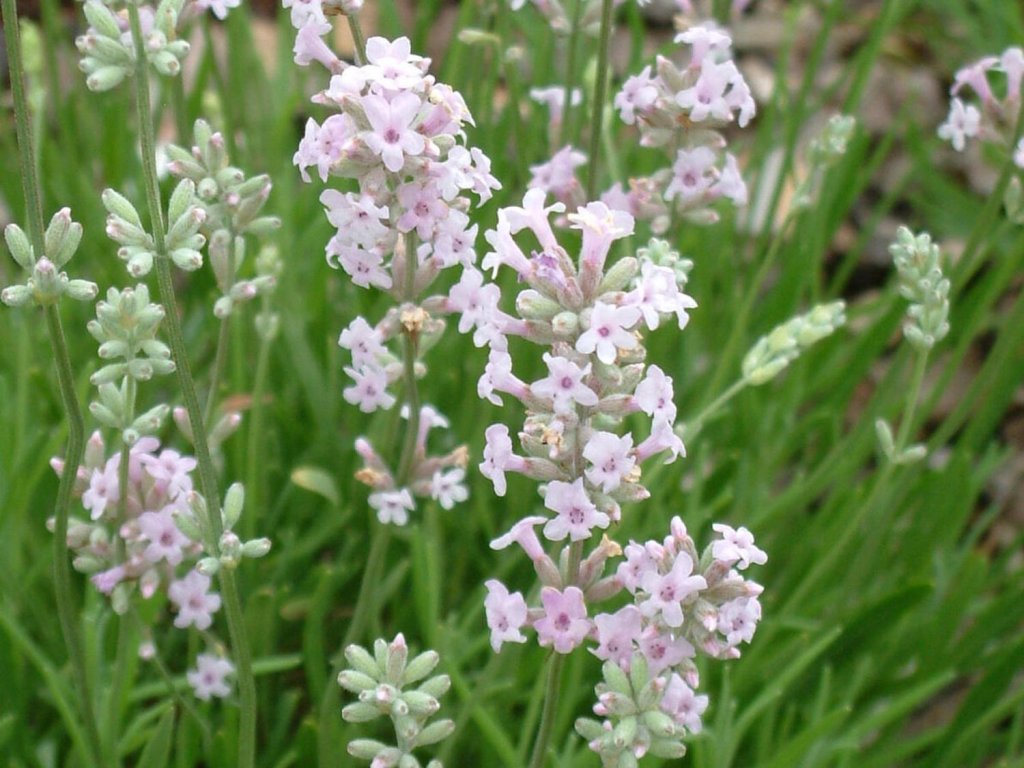 Levanduľa úzkolistá 'Rosea' - Lavandula angustifolia 'Rosea'
