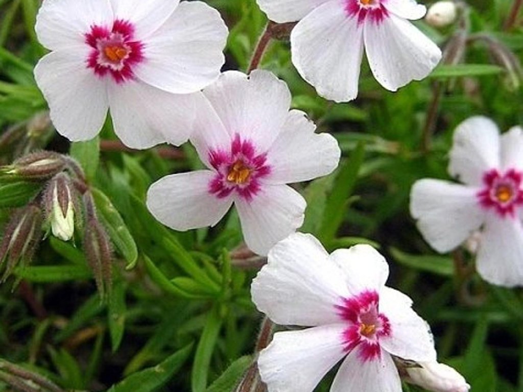Flox šidlolistý 'Coral Eye' - Phlox subulata 'Coral Eye'