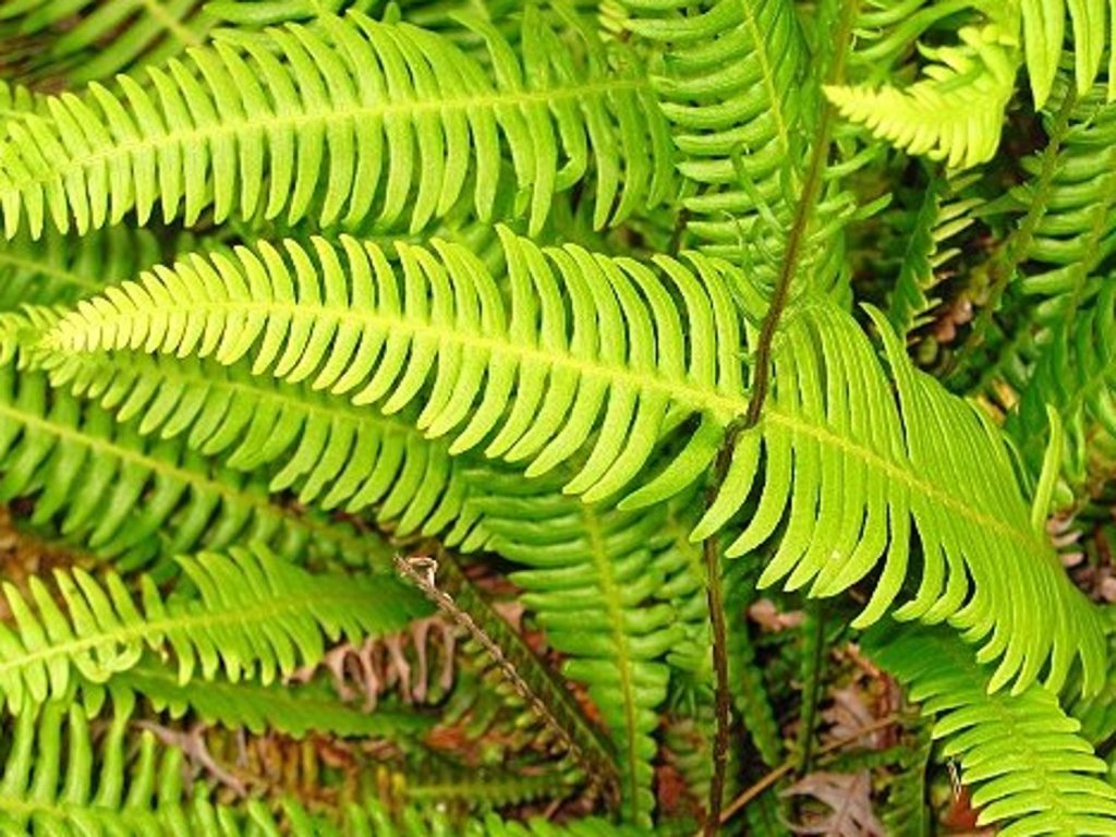 Rebrovice rôznolistá - Blechnum spicant