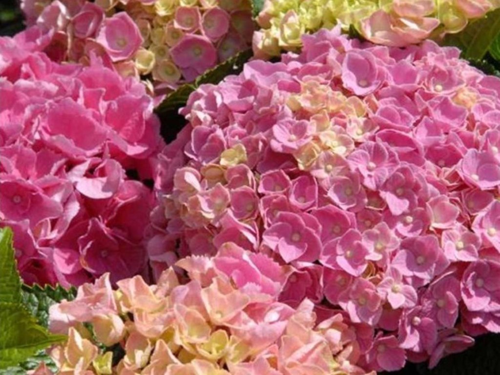 Hortenzia kalinolistá Forever & Ever 'Pink'