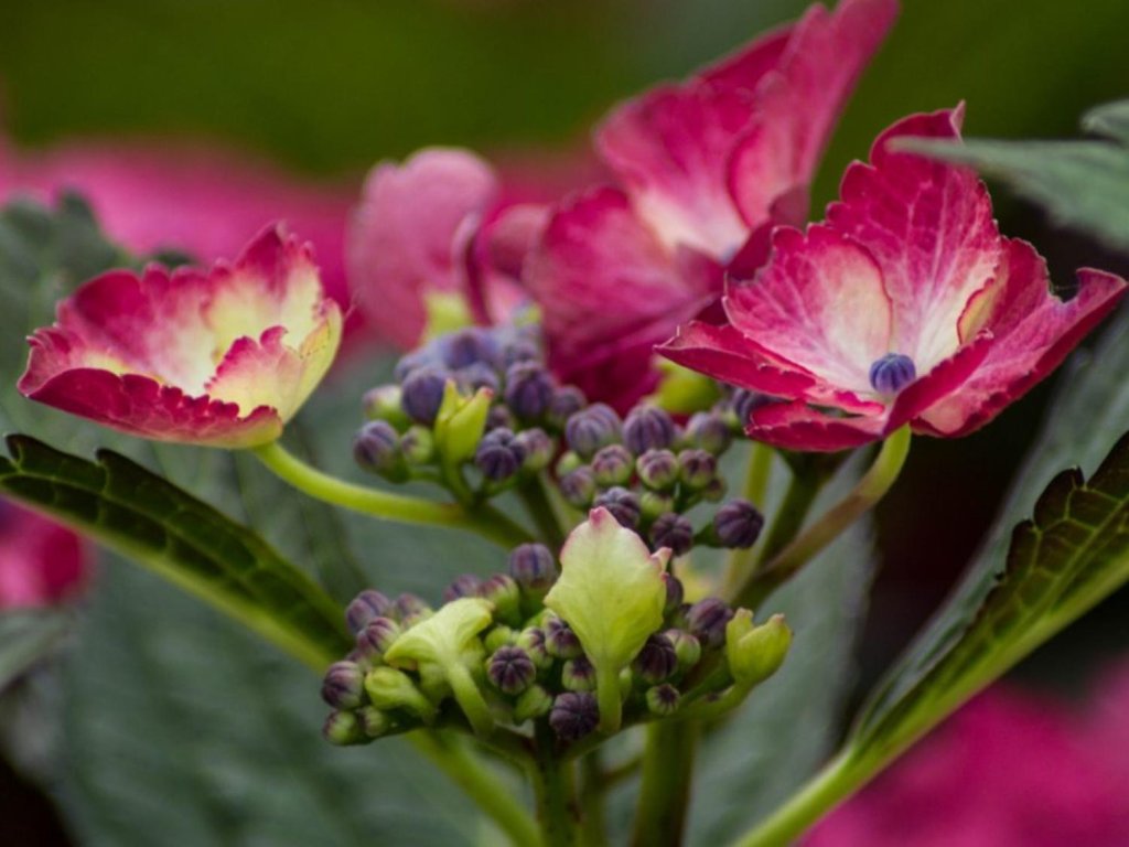 Hortenzia kalinolistá 'Dark Angel®'