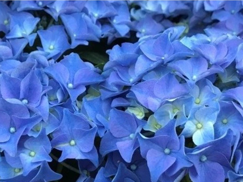 Hortenzia kalinolistá 'Little Blue'