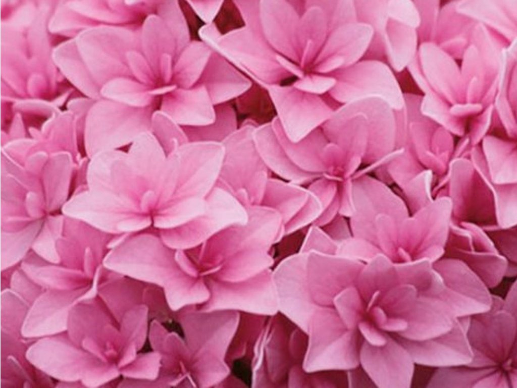 Hortenzia kalinolistá You & Me 'Perfection®'