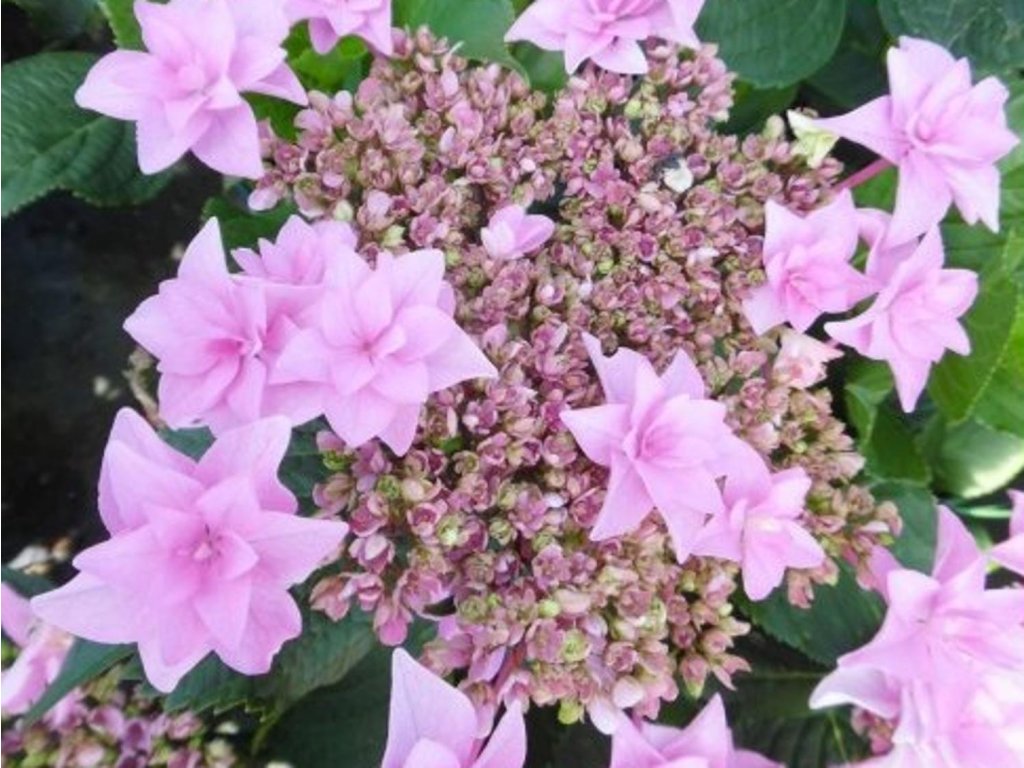 Hortenzia kalinolistá 'Doppio Rosa'