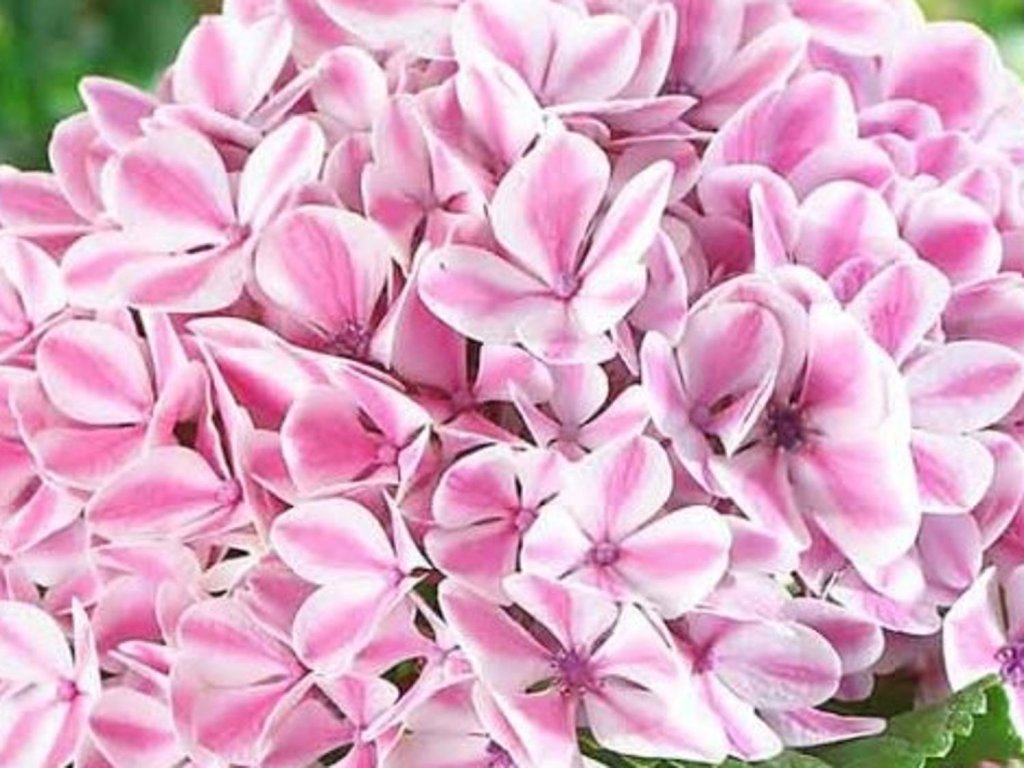 Hortenzia kalinolistá Forever & Ever 'Peppermint'
