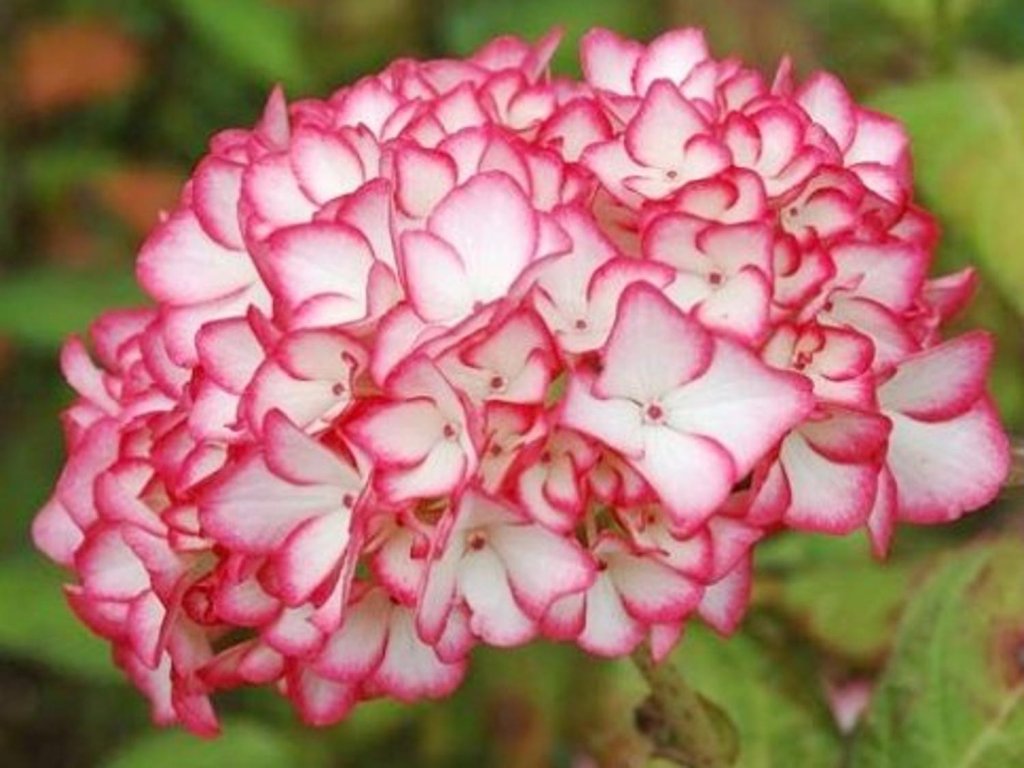 Hortenzia kalinolistá 'Mirai'