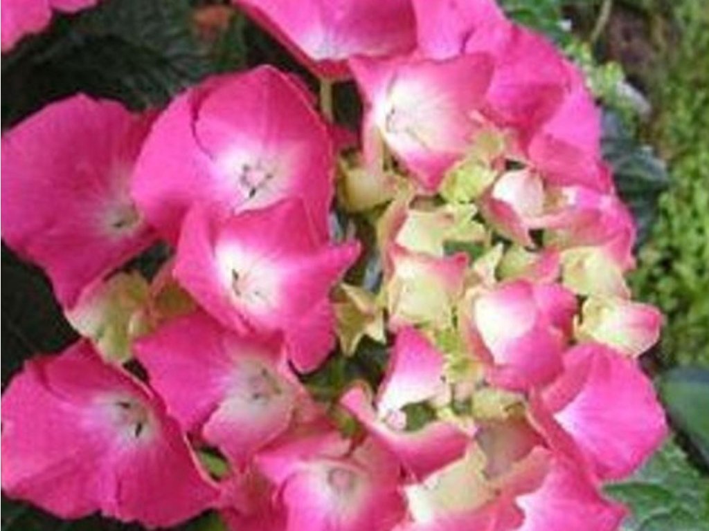 Hortenzia kalinolistá 'Sibilla'