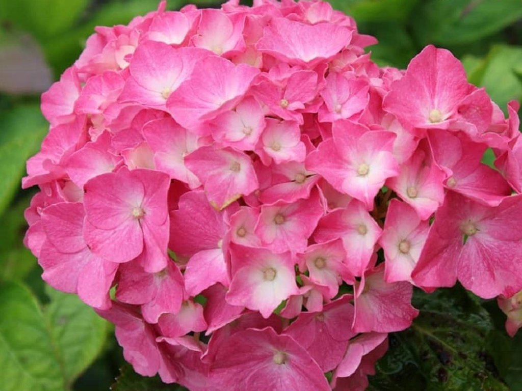 Hortenzia kalinolistá 'King George VII.'