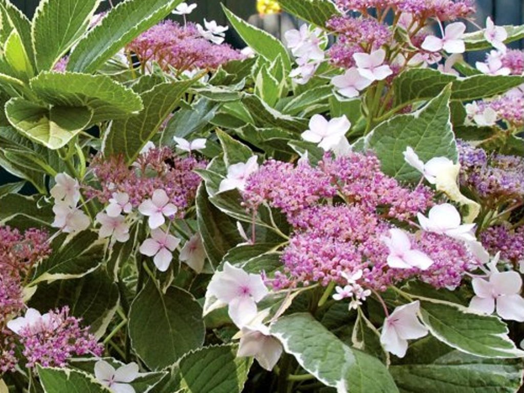 Hortenzia kalinolistá LIGHT-O-DAY 'Bailday'