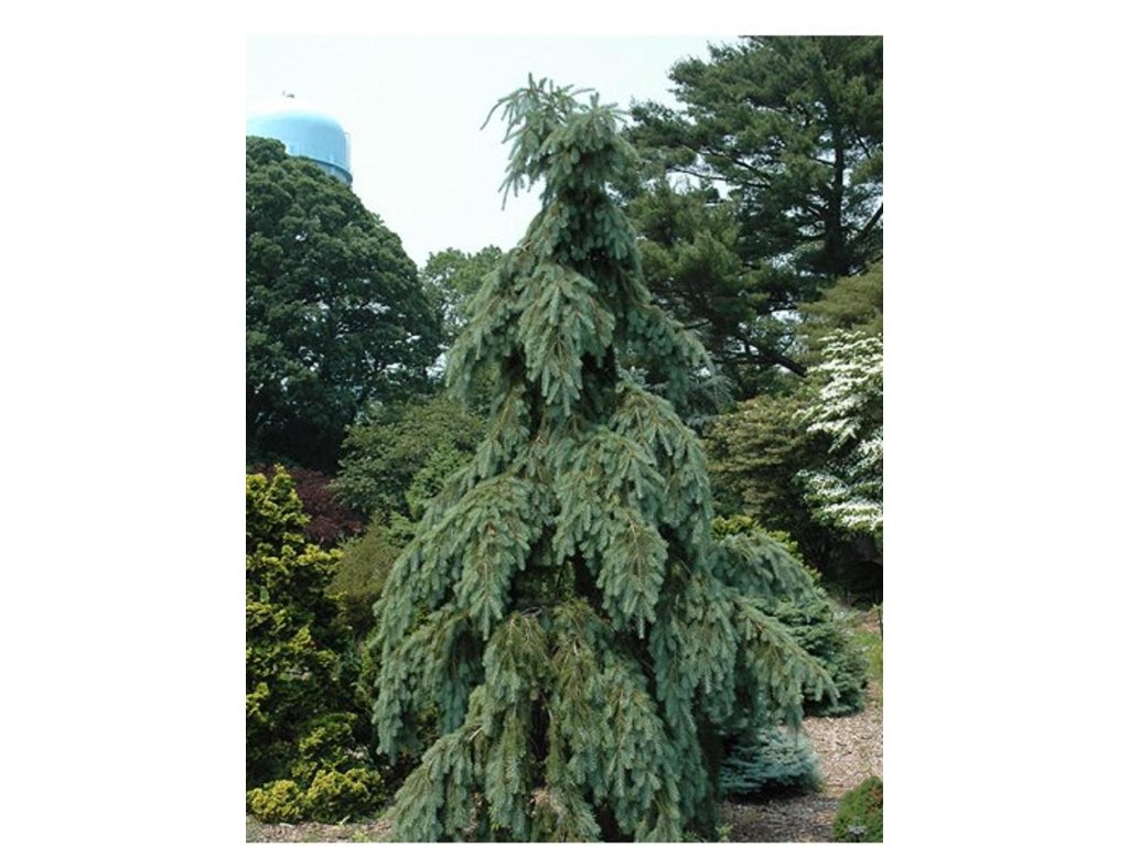 Duglaska tisolistá 'Graceful Grace'