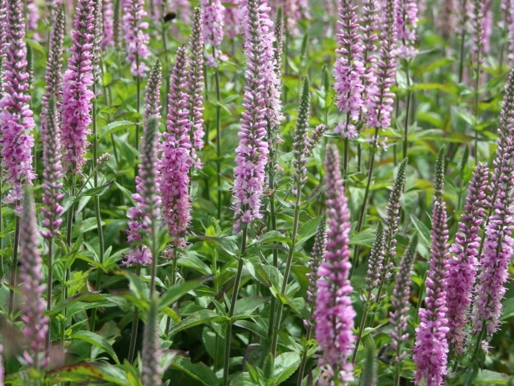 Veronika dlholistá 'Pink Damask' - Veronica longifolia 'Pink Damask'