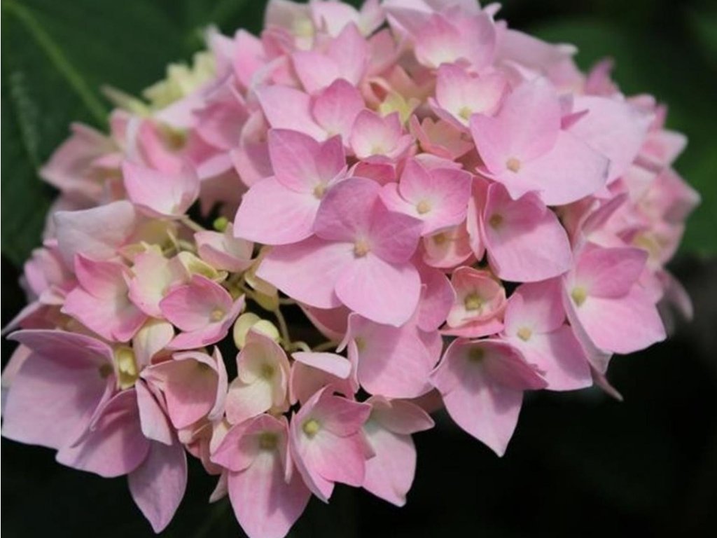 Hortenzia kalinolistá Endless Summer 'The Original' Pink