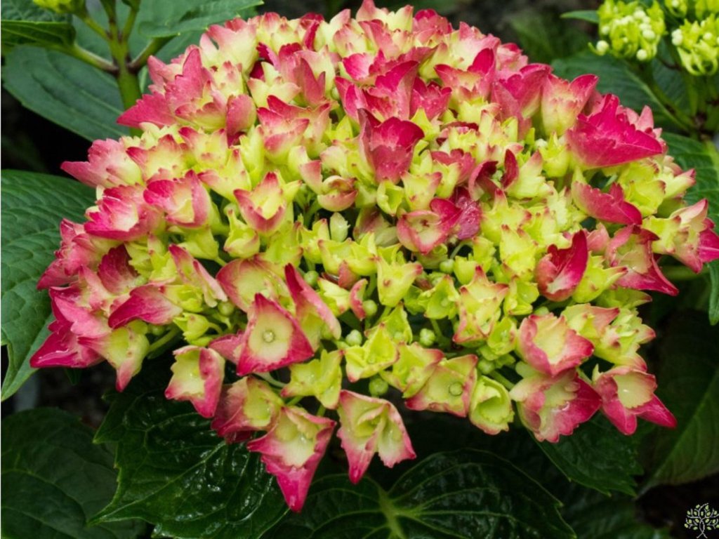 Hortenzia kalinolistá 'Endless Summer Love' Red