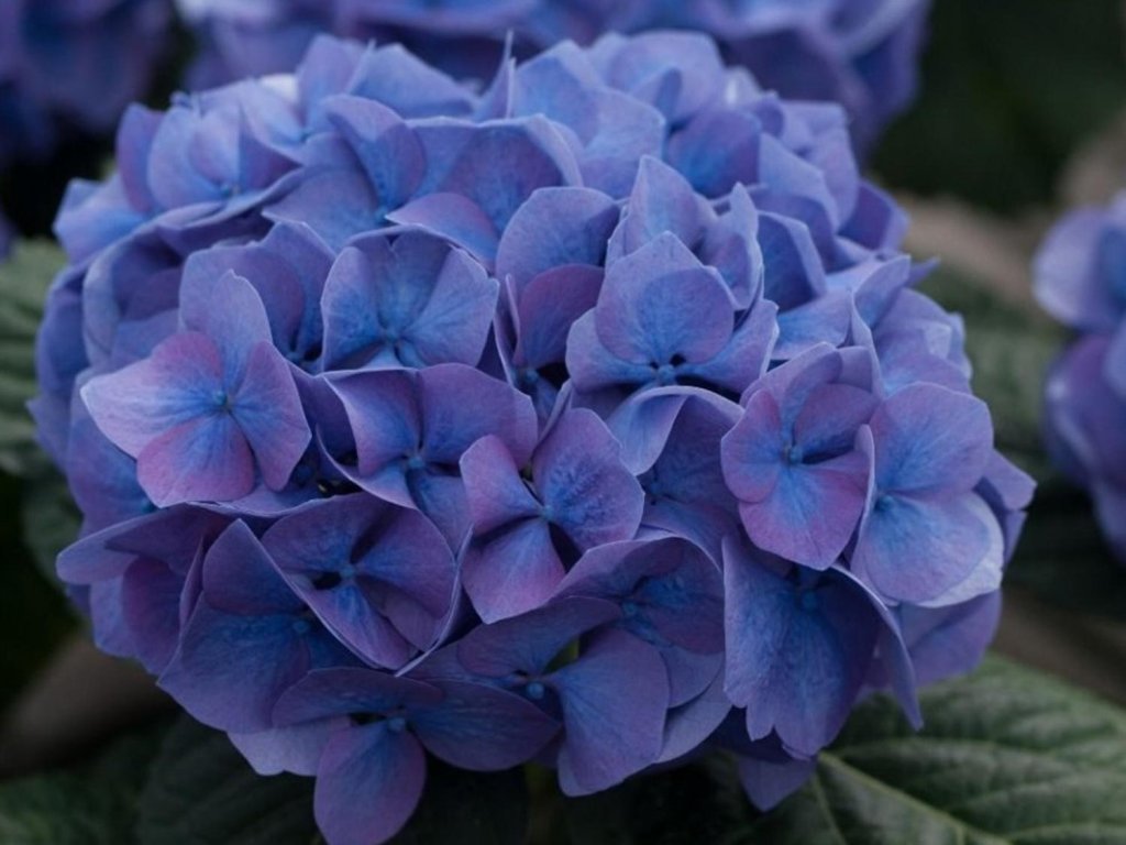 Hortenzia kalinolistá 'Diva Fiore'