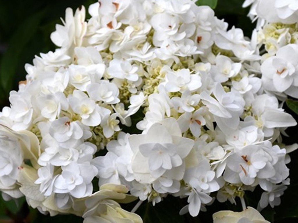 Hortenzia kalinolistá  'Wedding Gown'