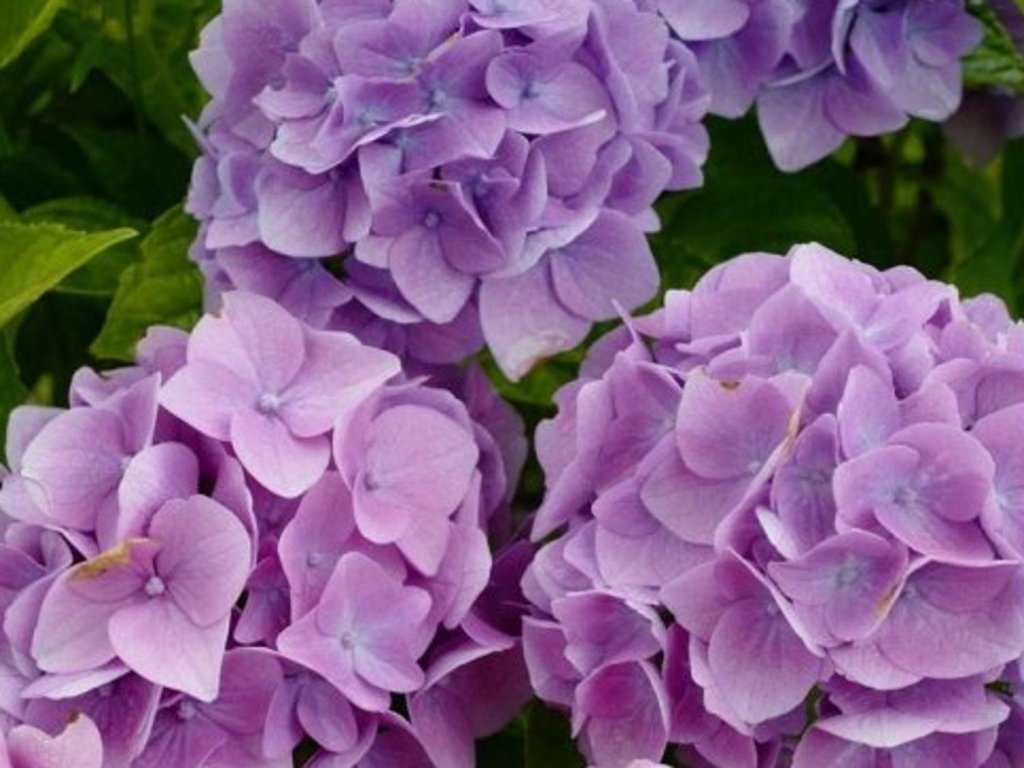Hortenzia kalinolistá 'Ankong'
