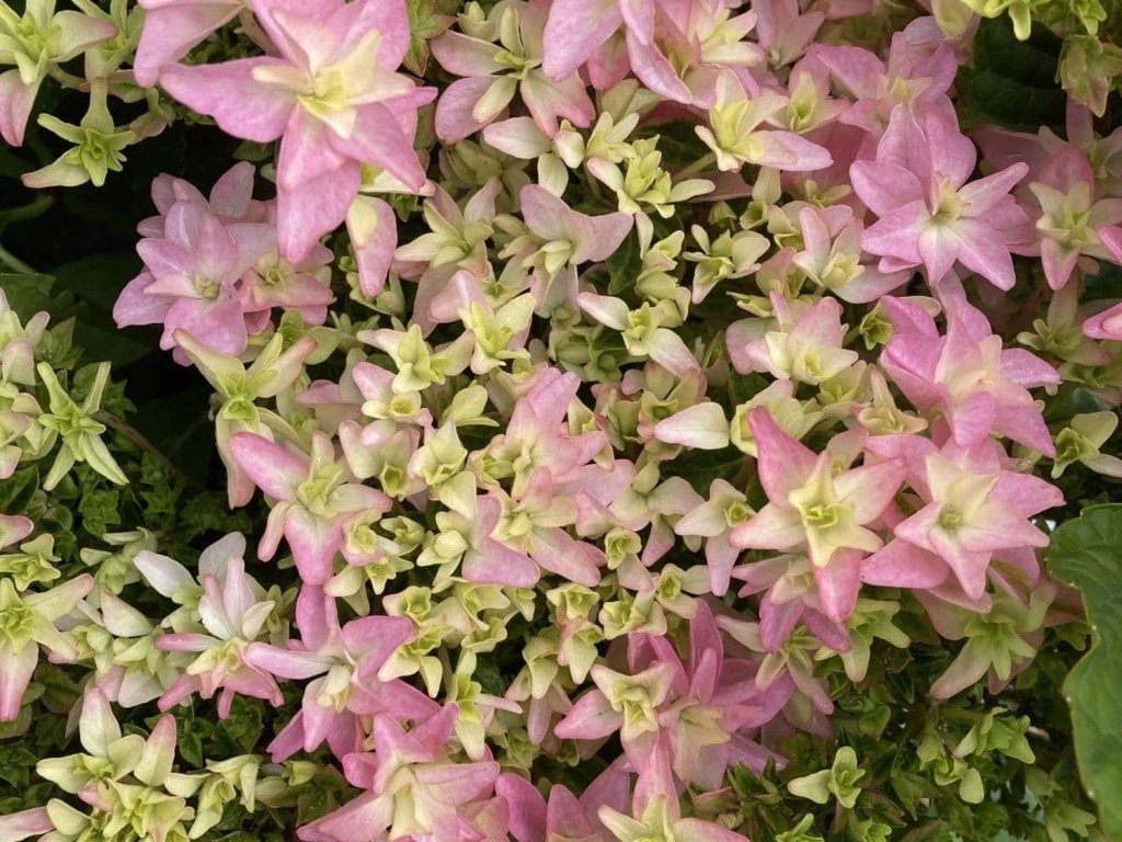 Hortenzia kalinolistá 'Floria®'