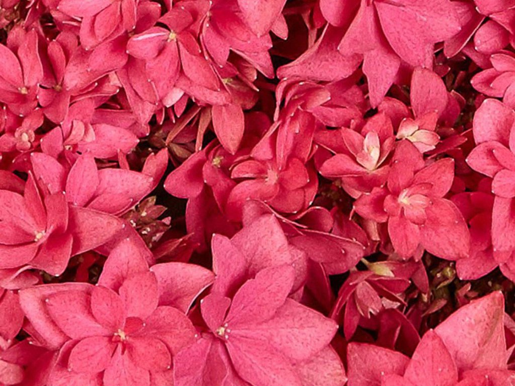 Hortenzia kalinolistá 'Francy®'