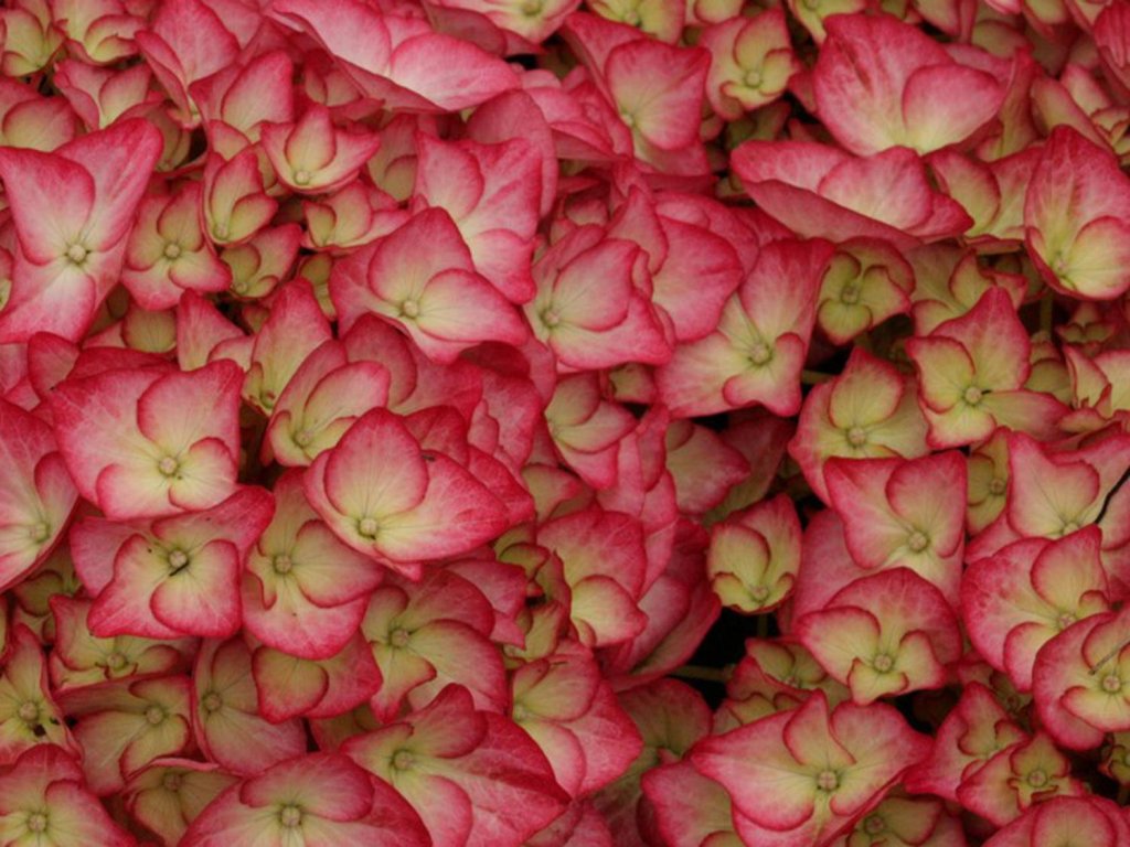 Hortenzia kalinolistá 'Adula®'