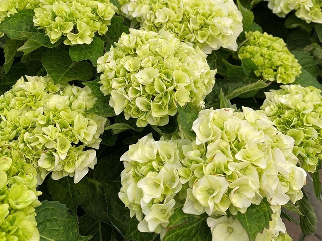 Hortenzia kalinolistá 'HI Hailstone'