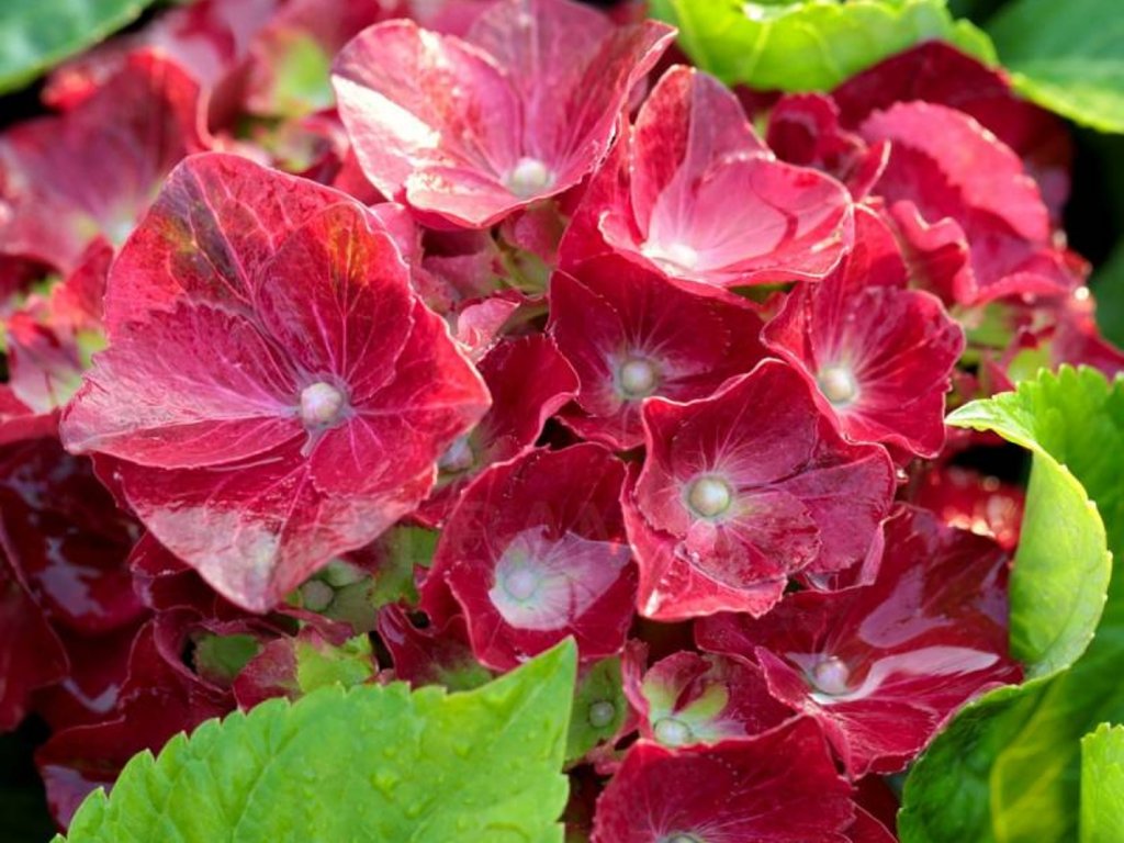 Hortenzia kalinolistá 'HI Tornado'