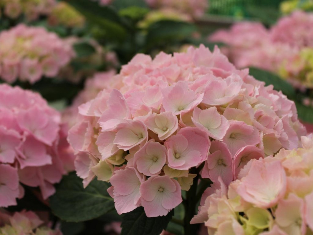 Hortenzia kalinolistá 'Pink Sensation®'