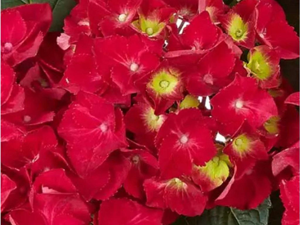 Hortenzia kalinolistá 'Speedy Red®'
