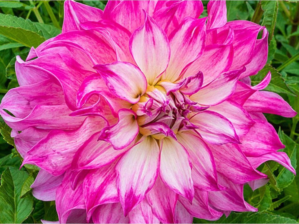 Georgína 'Colorado Classic'