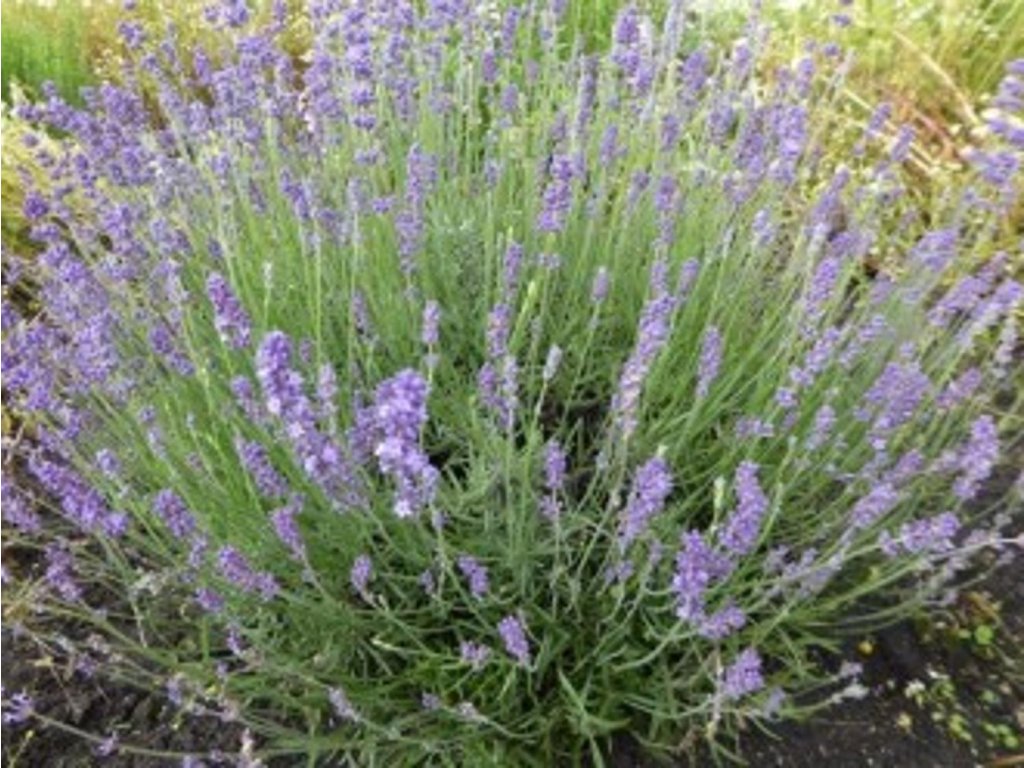 Levanduľa úzkolistá 'Dwarf Silver' - Lavandula angustifolia 'Dwarf Silver'
