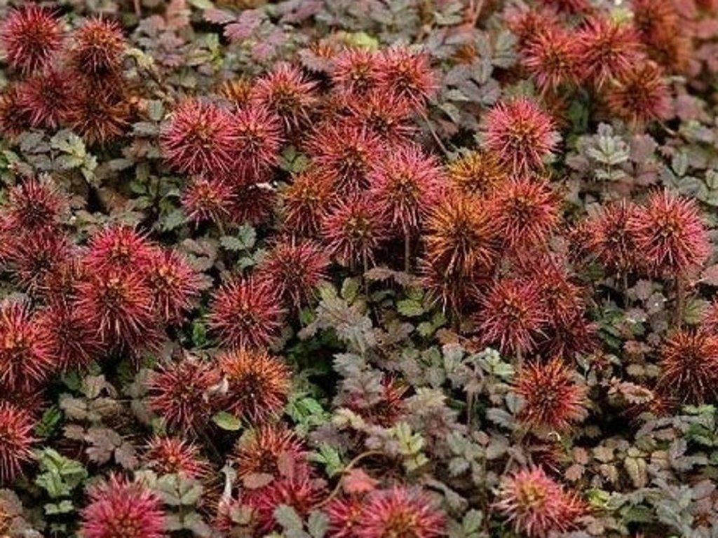 Acéna drobnolistá 'Bronze' - Acaena microphylla 'Bronze'