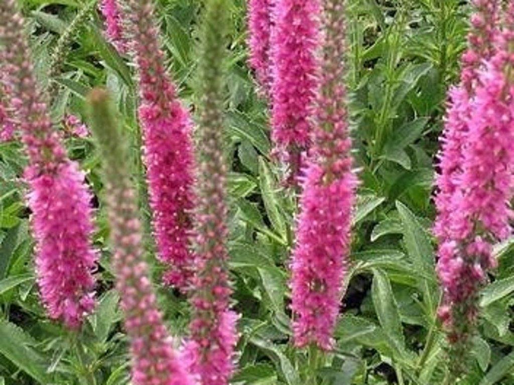 Veronika dlholistá 'Rosea' - Veronica longifolia 'Rosea'