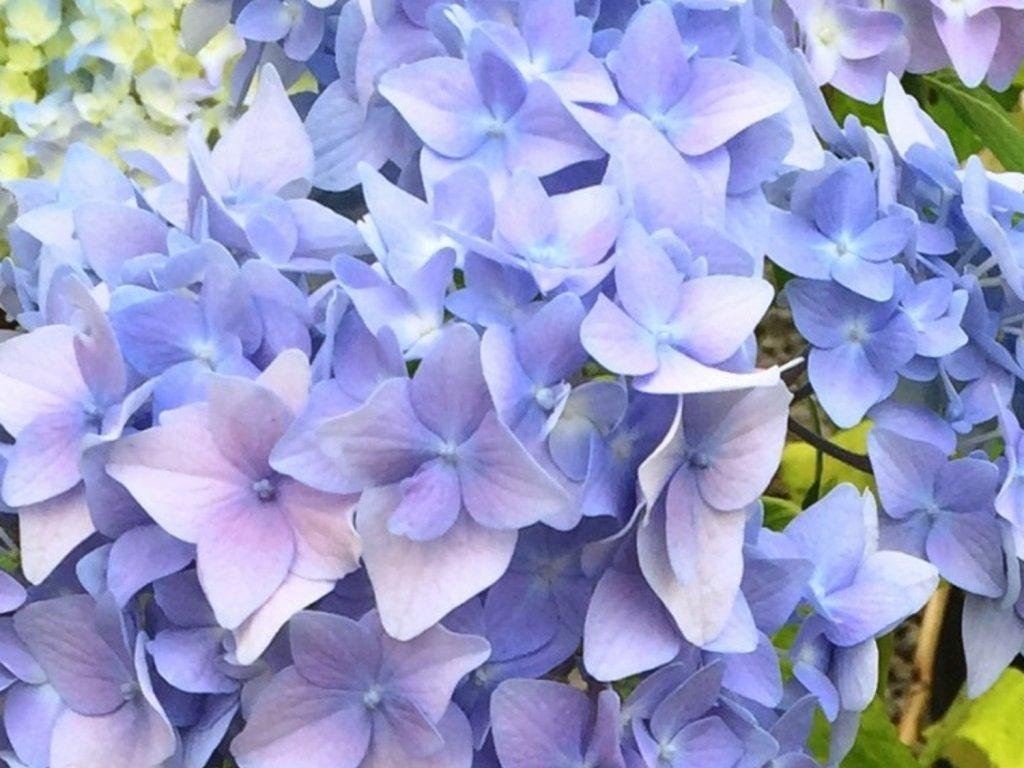 Hortenzia kalinolistá 'Bailmer Endless Summer'