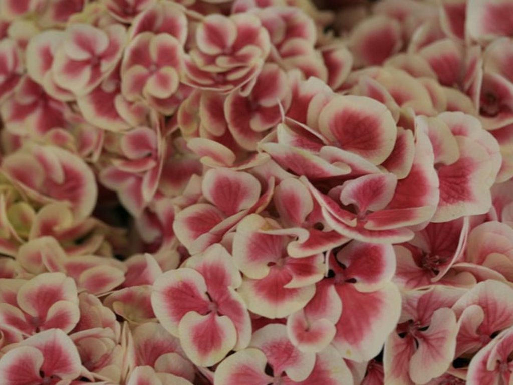 Hortenzia kalinolistá 'Bicolor'
