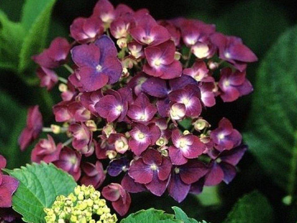 Hortenzia kalinolistá 'Holehird Purple'