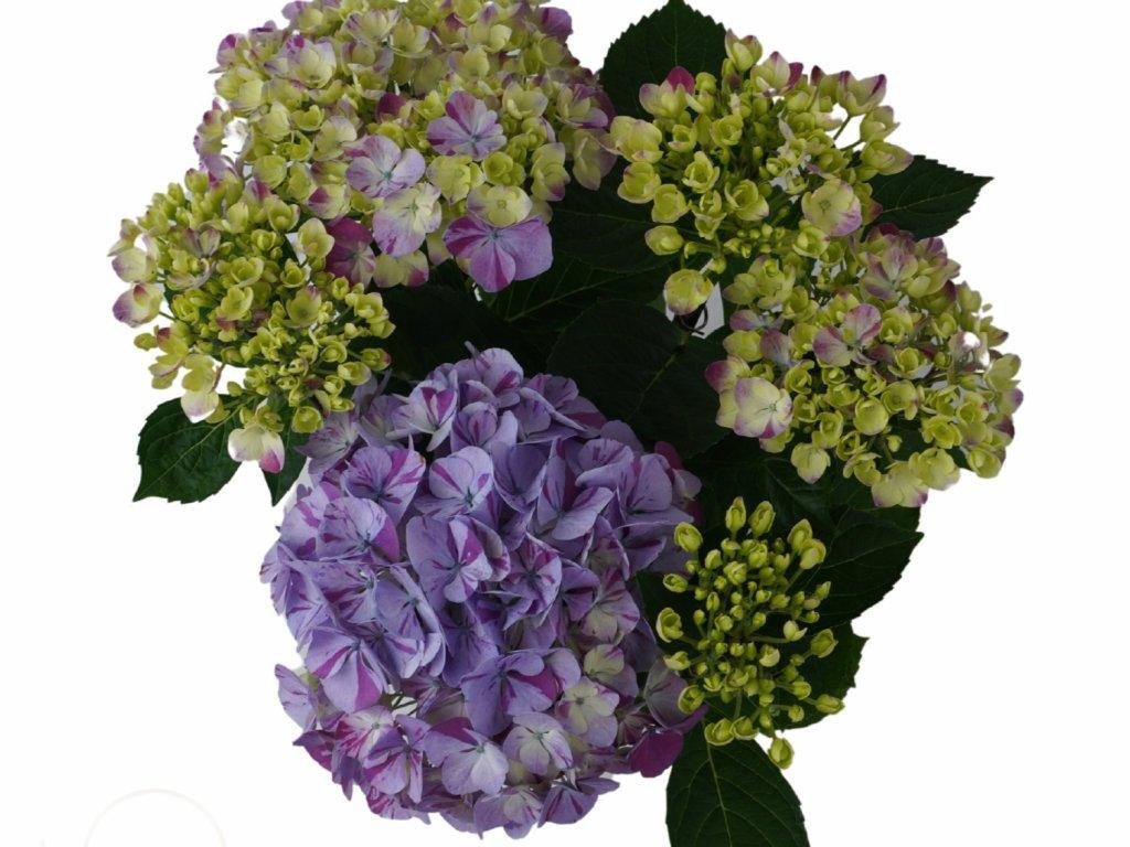 Hortenzia kalinolistá 'Sweet Campino' blue