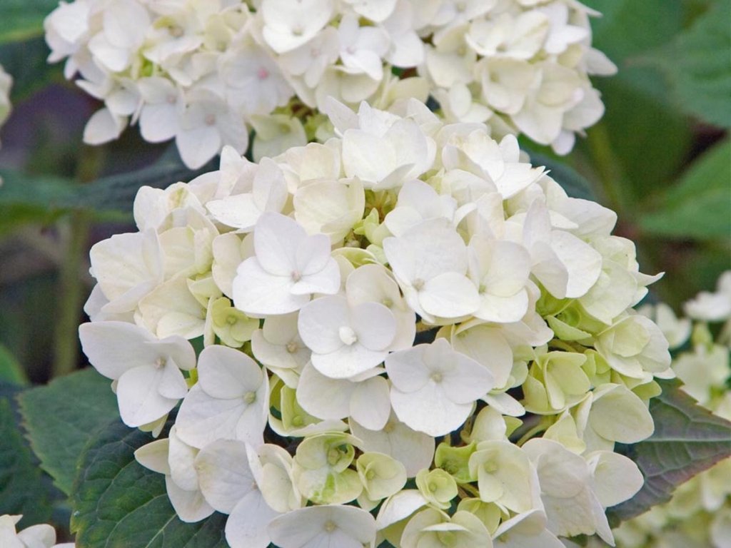 Hortenzia kalinolistá  Endless Summer 'The Bride'